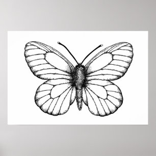 Poster Papillon blanc à veine noire