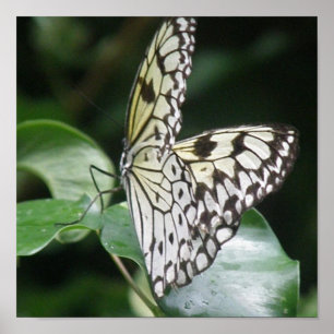 Poster Papillon blanc et noir