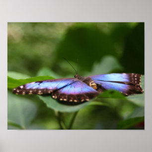 Poster Papillon bleu gros