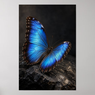 Poster Papillon bleu iridescent sur mur de roche sombre N