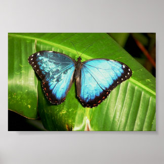 Poster Papillon bleu morphe