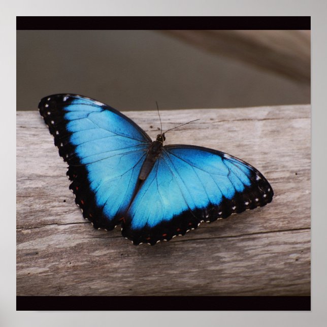 Poster Papillon bleu Morpho (Devant)