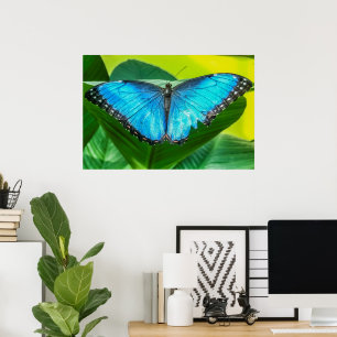 Poster Papillon bleu Morpho