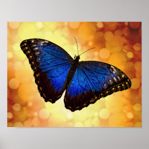 Poster Papillon bleu Morpho