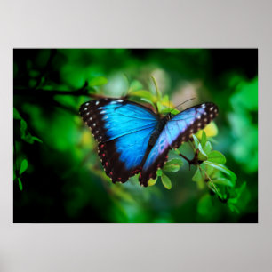 Poster Papillon bleu Morpho