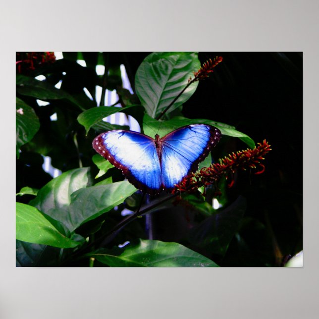 Poster Papillon bleu Morpho (Devant)
