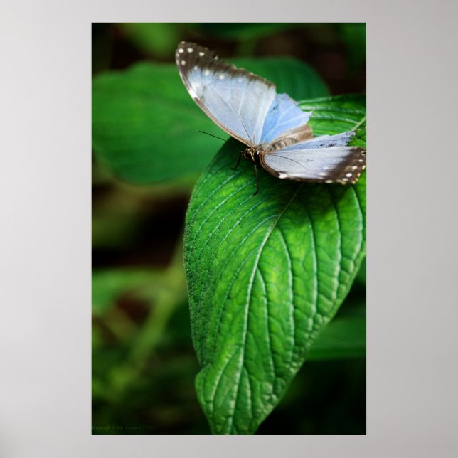 Poster Papillon bleu Morpho 112 Print (Devant)