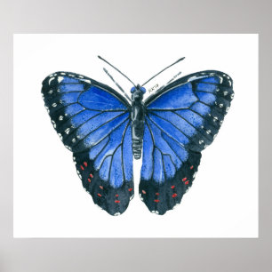 Poster Papillon Blue Morpho peinture à l'aquarelle