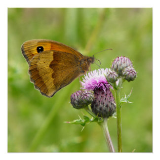 Poster Papillon Brown de prairie