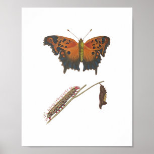 Poster Papillon Comma, Caterpillar & Chrysalis Vintage