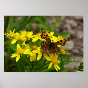 Poster Papillon Comma dans le parc national des Glaciers