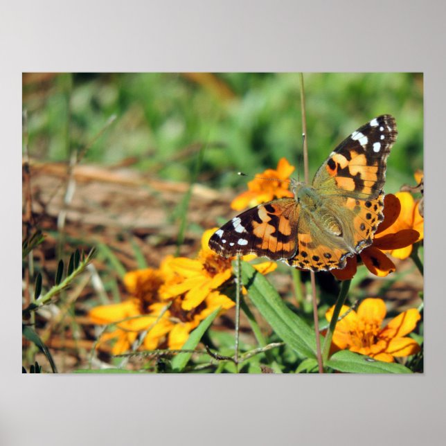 Poster Papillon dame peint sur Zinnia Imprimer (Devant)
