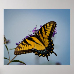 Poster Papillon dans le ciel