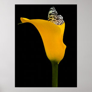Poster papillon dans un lys jaune sur fond noir