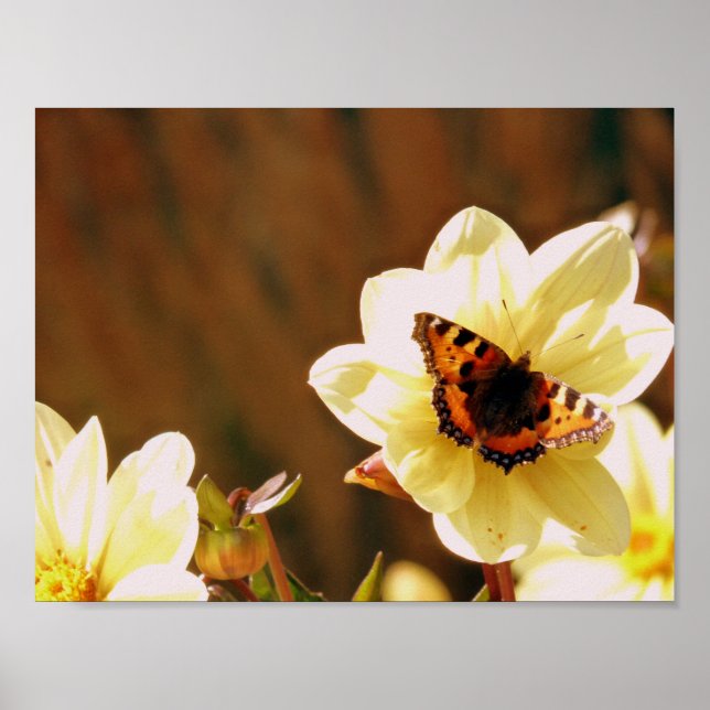Poster Papillon d'automne (Devant)