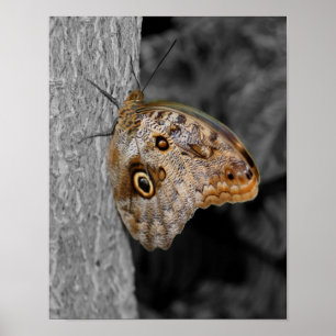 Poster Papillon de Chouette Brown Couleur partielle Natur