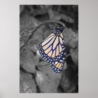 Poster Papillon de couleur ponctuelle