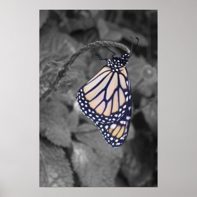 Poster Papillon de couleur ponctuelle (Devant)