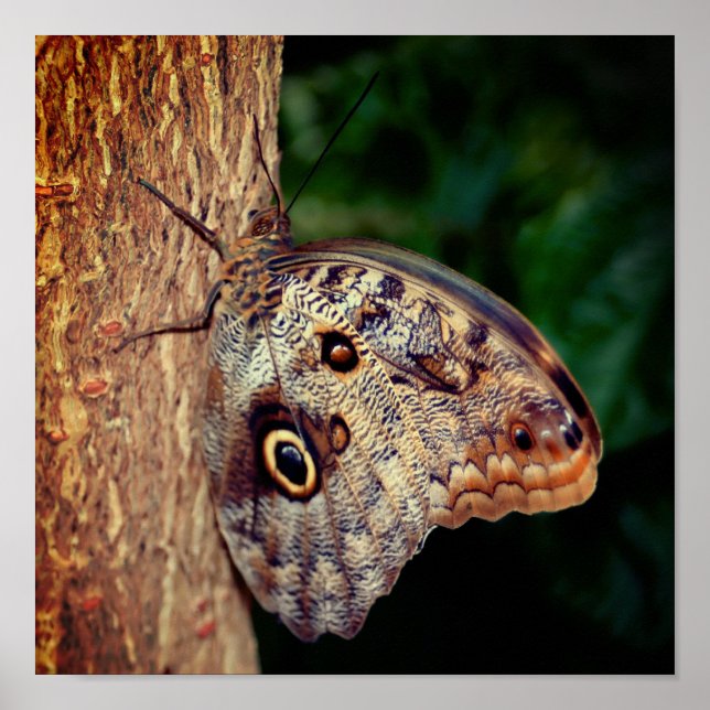 Poster Papillon de hibou Brown (Devant)