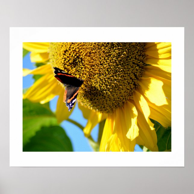 Poster Papillon de l'amiral rouge sur une tournesol (Devant)