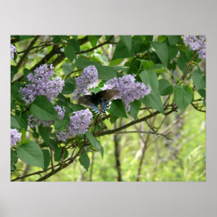 Poster Papillon de machaon et Bush lilas