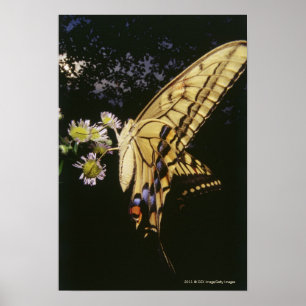 Poster Papillon de machaon sur la fleur, fin