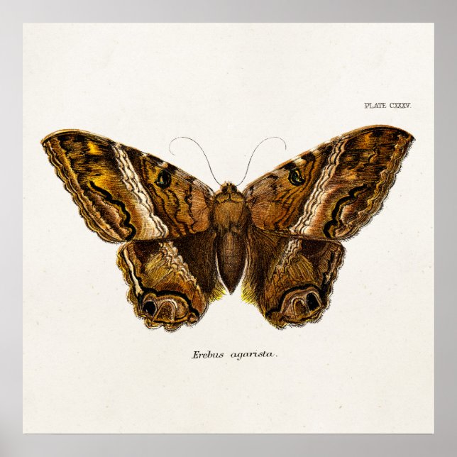 Poster Papillon de Modèle de papillon de papillon fuzzy B (Devant)