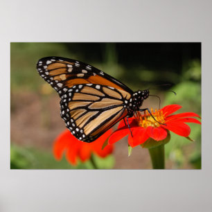 Poster Papillon de monarque