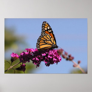 Poster Papillon de monarque