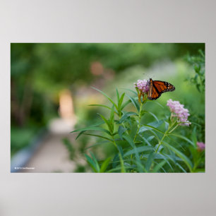 Poster Papillon de monarque