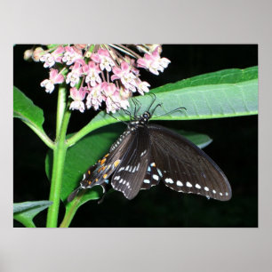 Poster Papillon de nuit noir Swallowtail à Shenandoah