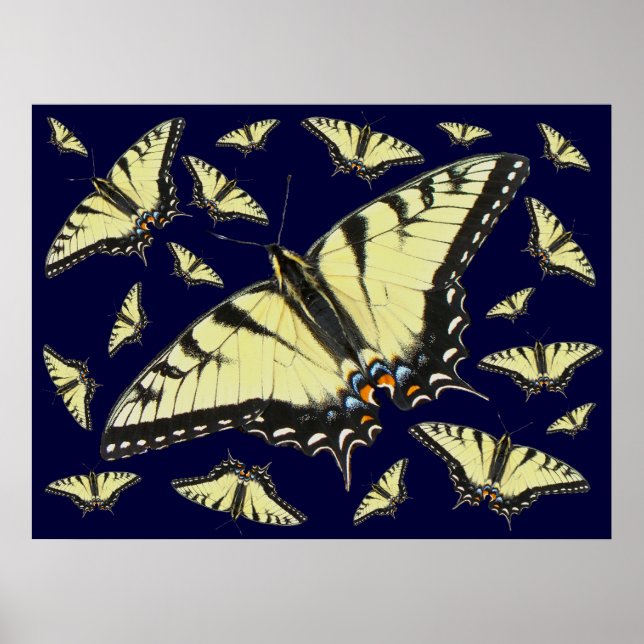 Poster Papillon de queue de tigre (Devant)