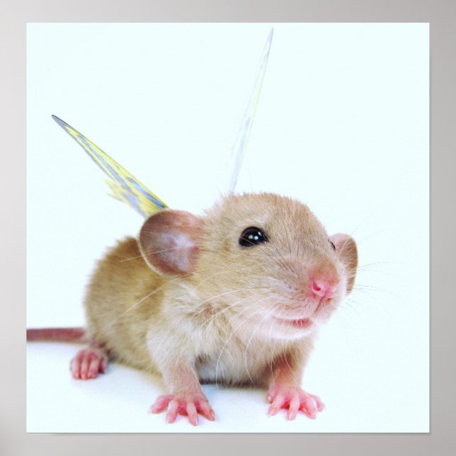 Poster Papillon de rat de bébé (Devant)