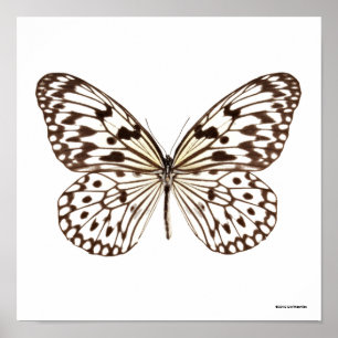 Poster Papillon de tigre de châtaigne