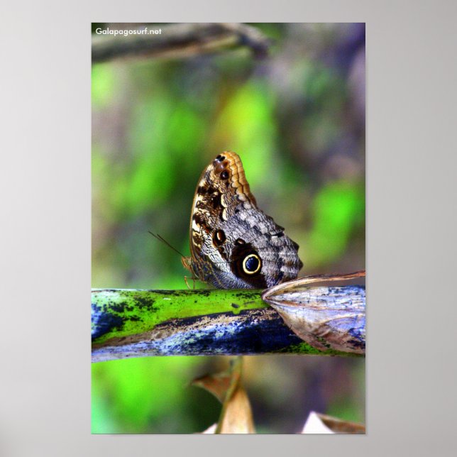 Poster Papillon des yeux des oiseaux (Devant)