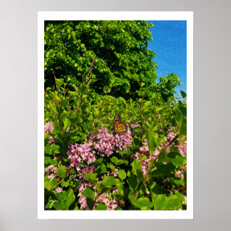 Poster Papillon d'été