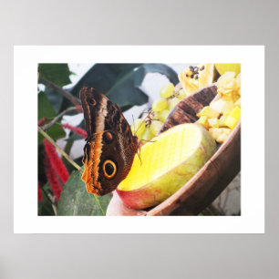 Poster Papillon d'hibou
