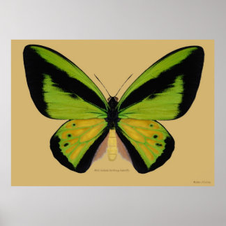Poster Papillon d'oiseau de Goliath mâle
