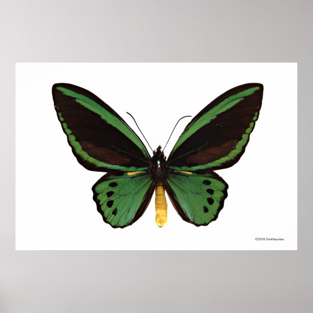 Poster Papillon d'oiseau vert (Devant)