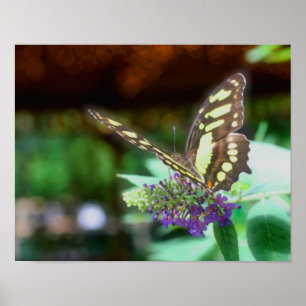 Poster Papillon Dreamy Sur La Nature Fleur