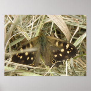 Poster Papillon en bois tacheté