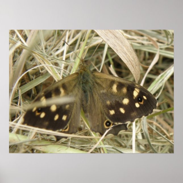 Poster Papillon en bois tacheté (Devant)