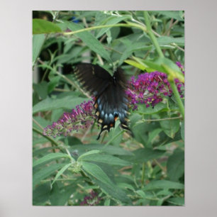 Poster Papillon en mouvement Poster/Imprimer Bordé