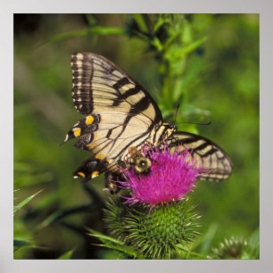 Poster Papillon et abeille de machaon sur une fleur