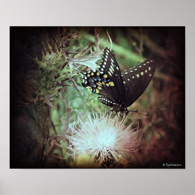 Poster papillon et chardon (Devant)