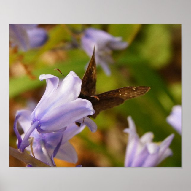 Poster Papillon et cloches bleues (Devant)