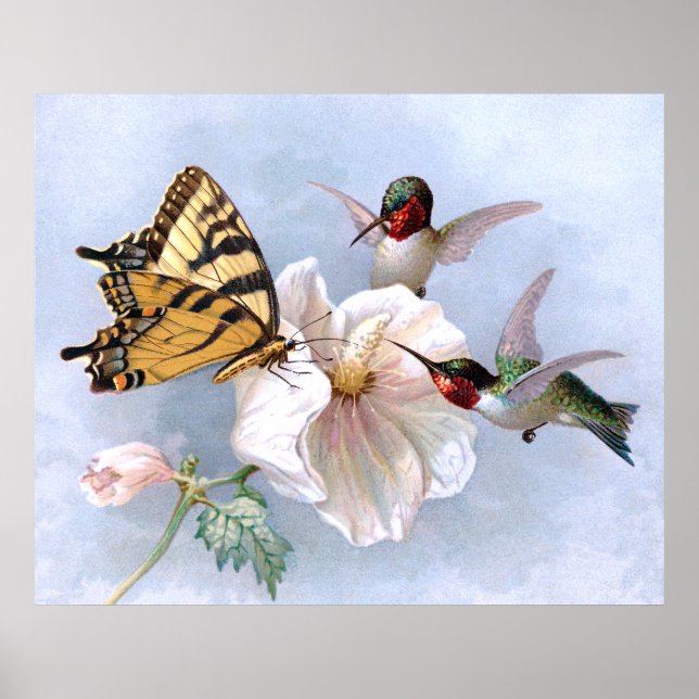 Poster Papillon et colibri (Devant)