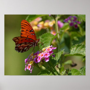 Poster Papillon et Lantana