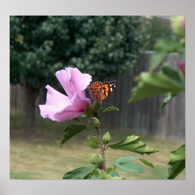 Poster Papillon et Rose de Sharon (Devant)