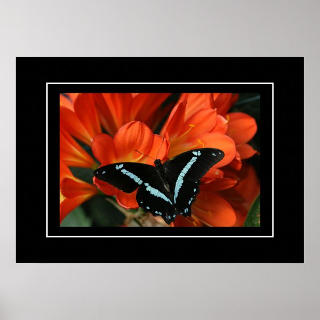 Poster Papillon/Fleurs (Devant)
